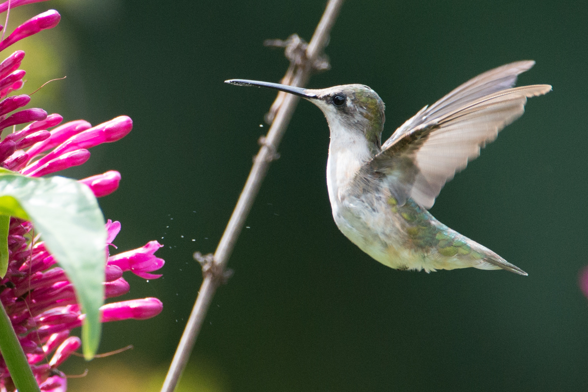 Nikon AF-S Nikkor 200-400mm F4G ED-IF VR sample photo. Pollen burst photography