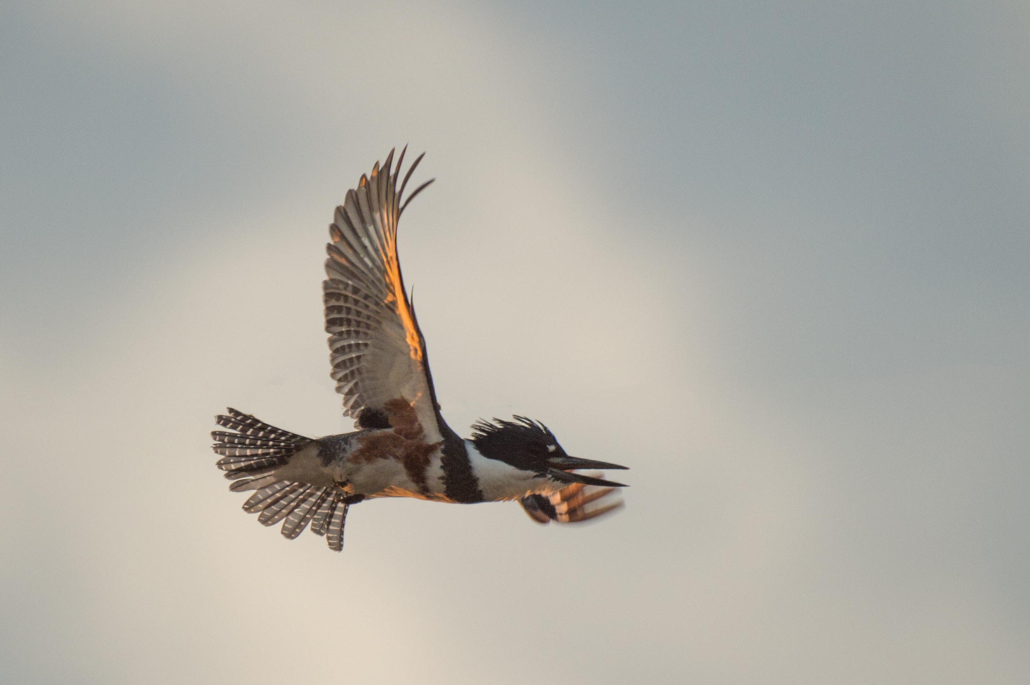 Nikon D4S sample photo. Belted kingfisher photography
