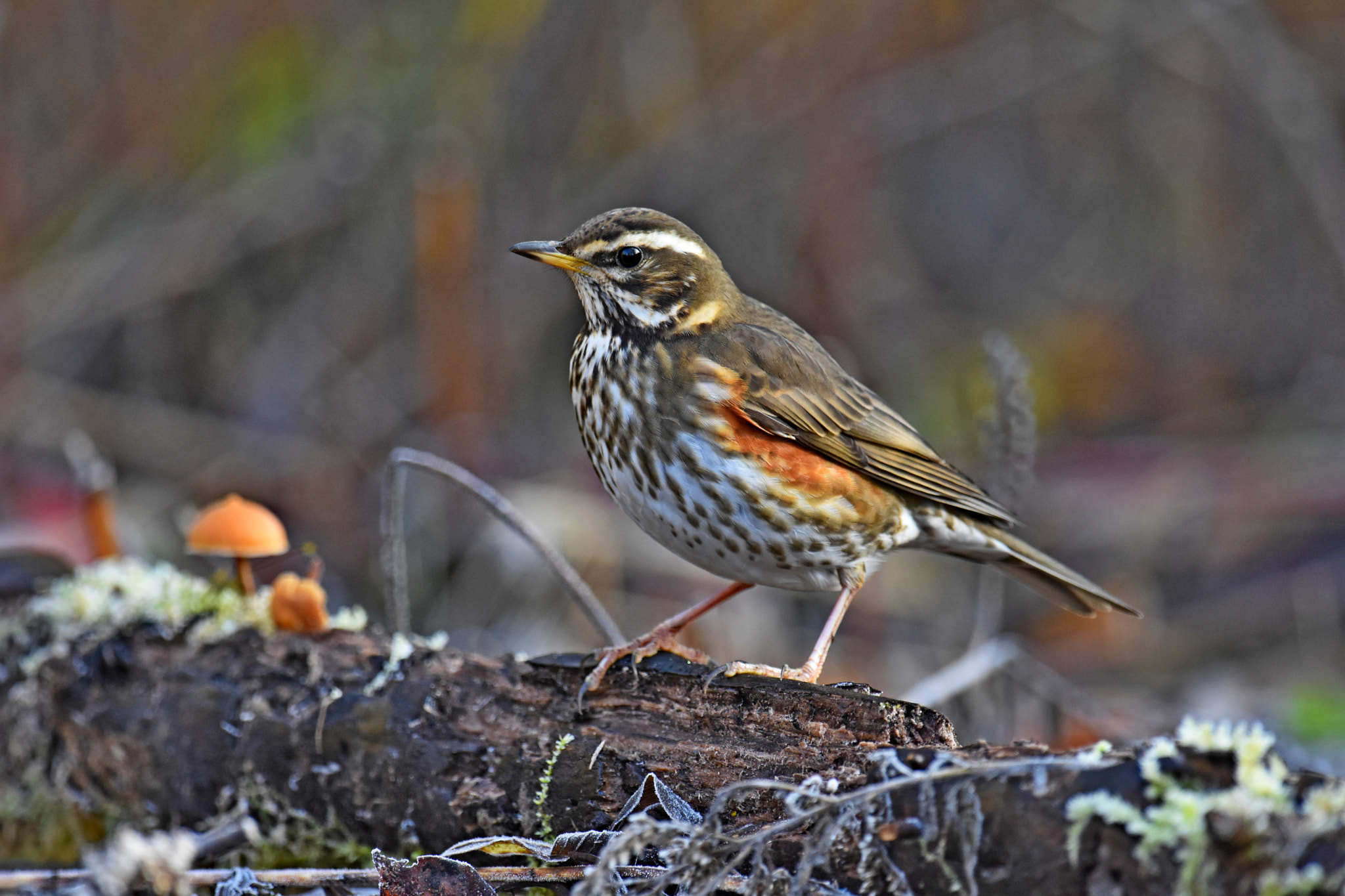 Nikon D7200 sample photo. Winter guest photography