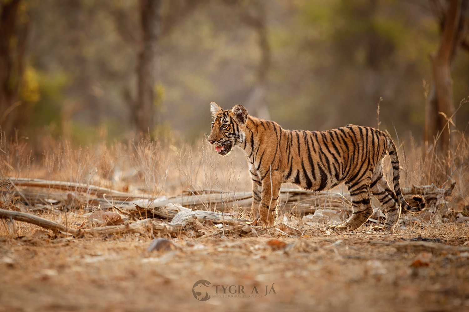 Canon EOS-1D X Mark II sample photo. One indian cub...tiger cub photography