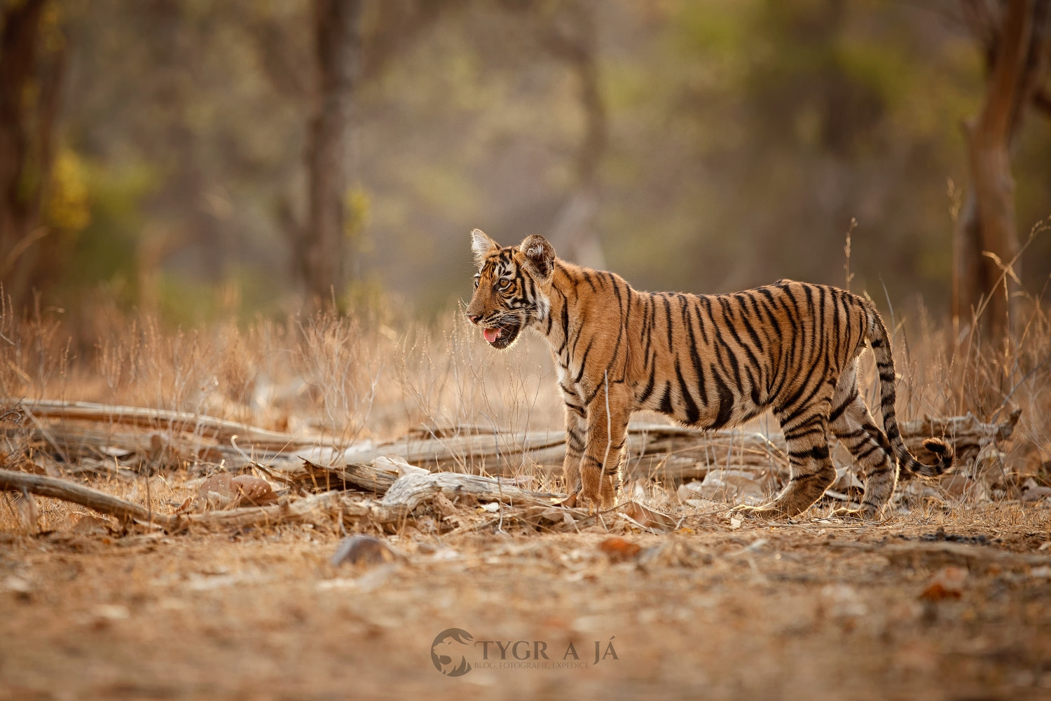 Canon EF 300mm F2.8L IS II USM sample photo. One indian cub...tiger cub photography