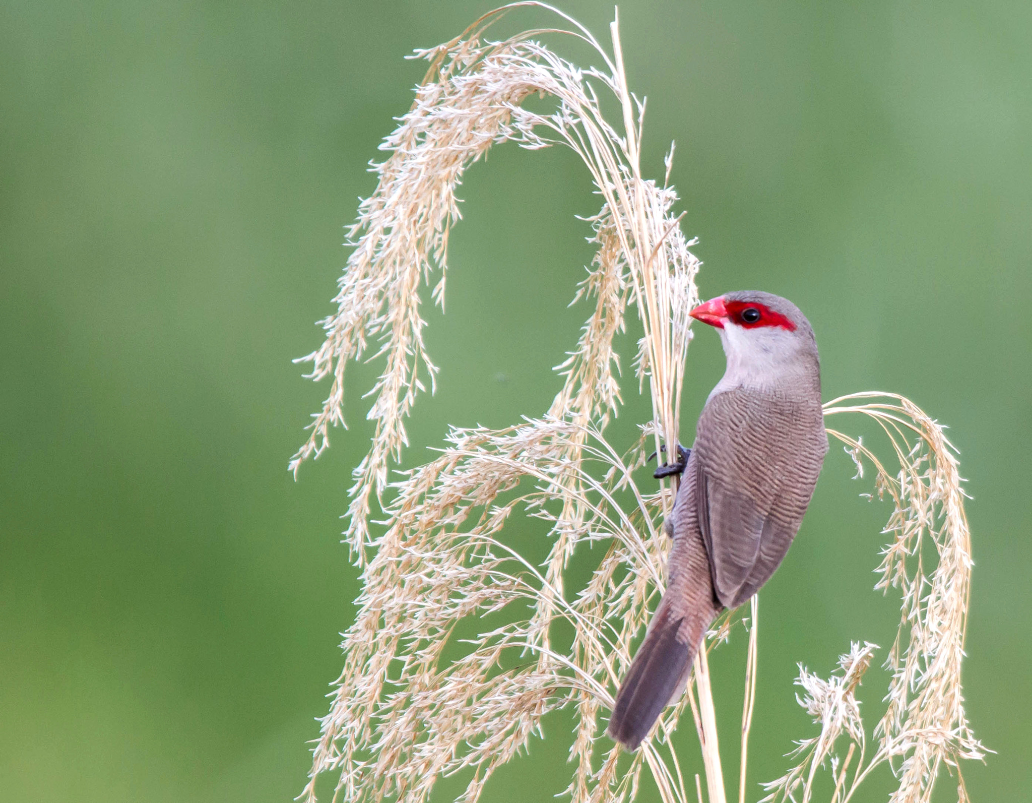 Sigma 150-500mm F5-6.3 DG OS HSM sample photo. Common waxbill photography