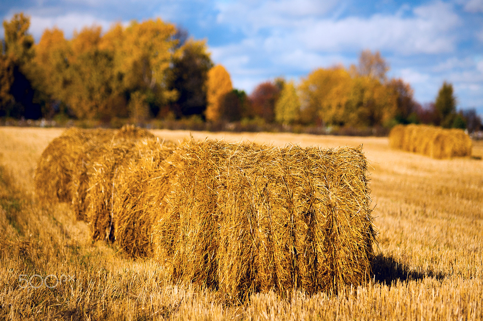 Canon EOS-1D Mark II N sample photo. Straw in the field photography