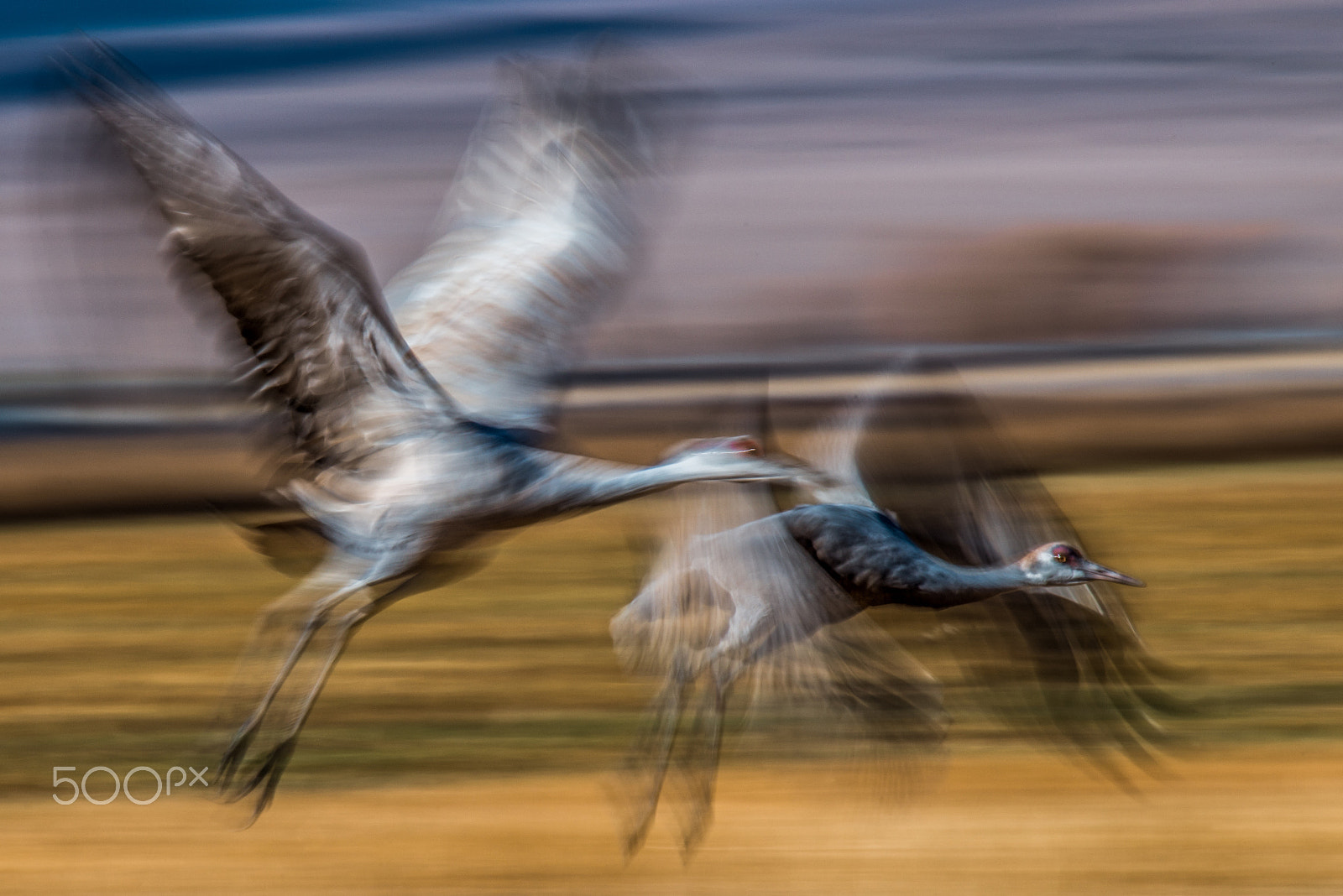 Sigma 150-600mm F5-6.3 DG OS HSM | S sample photo. Two cranes flying photography
