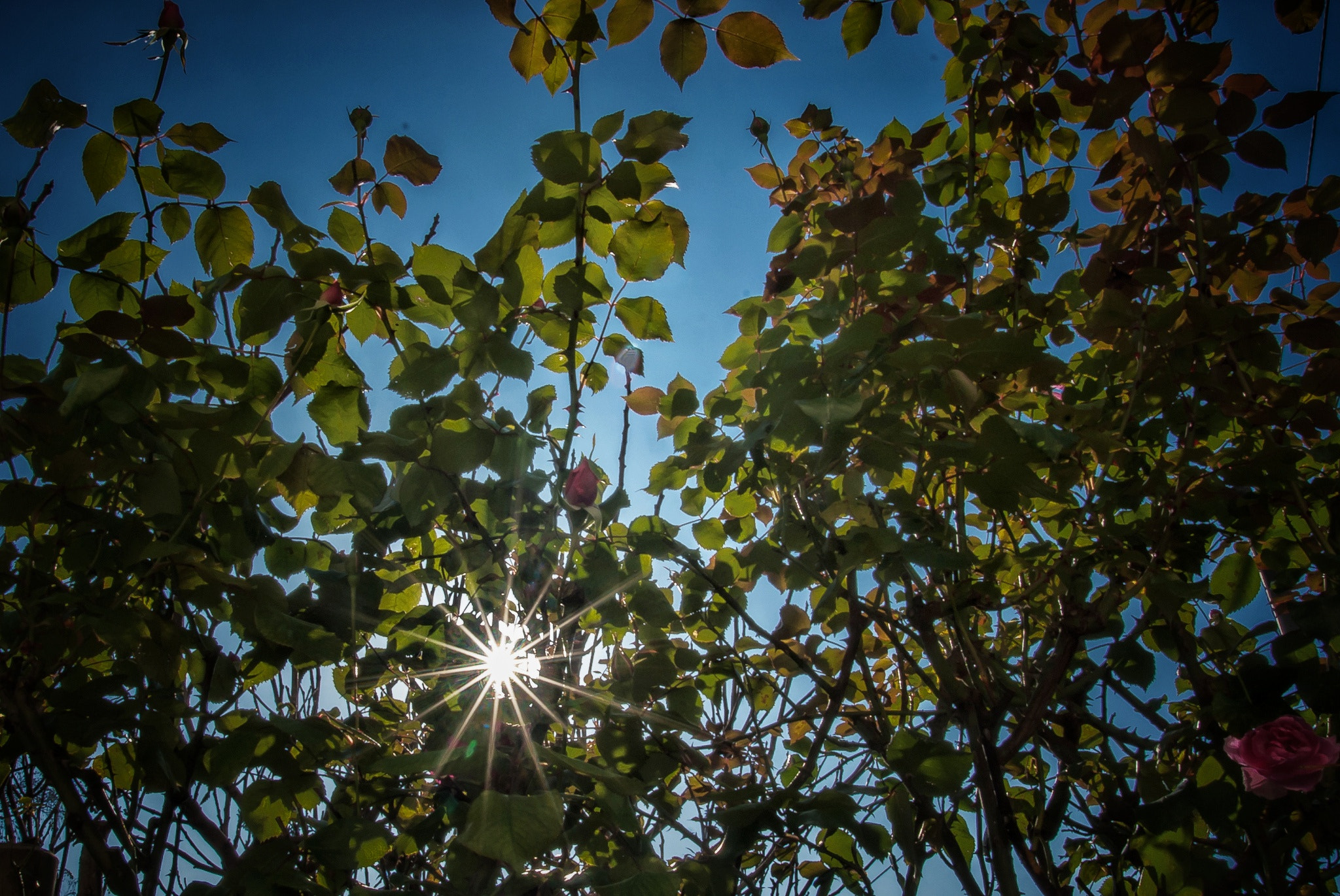 Sony Alpha DSLR-A200 sample photo. 2 years ago  photography