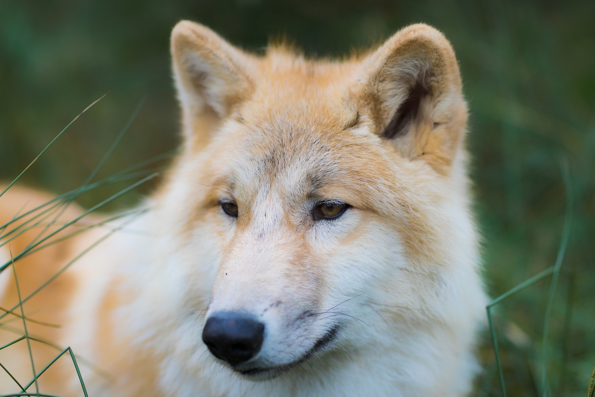 Canon EF 85mm F1.2L II USM sample photo. Kiba... photography