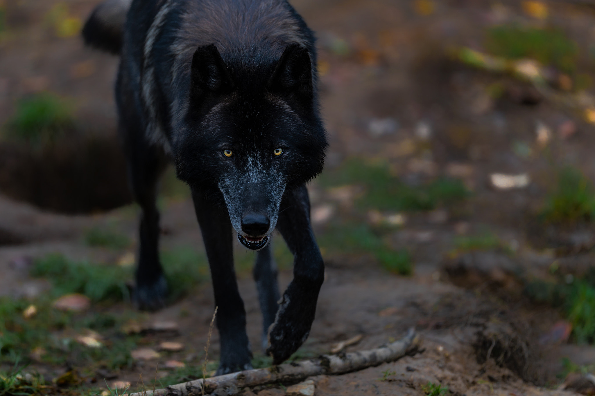Canon EF 200mm F2L IS USM sample photo. Alpha wolf photography