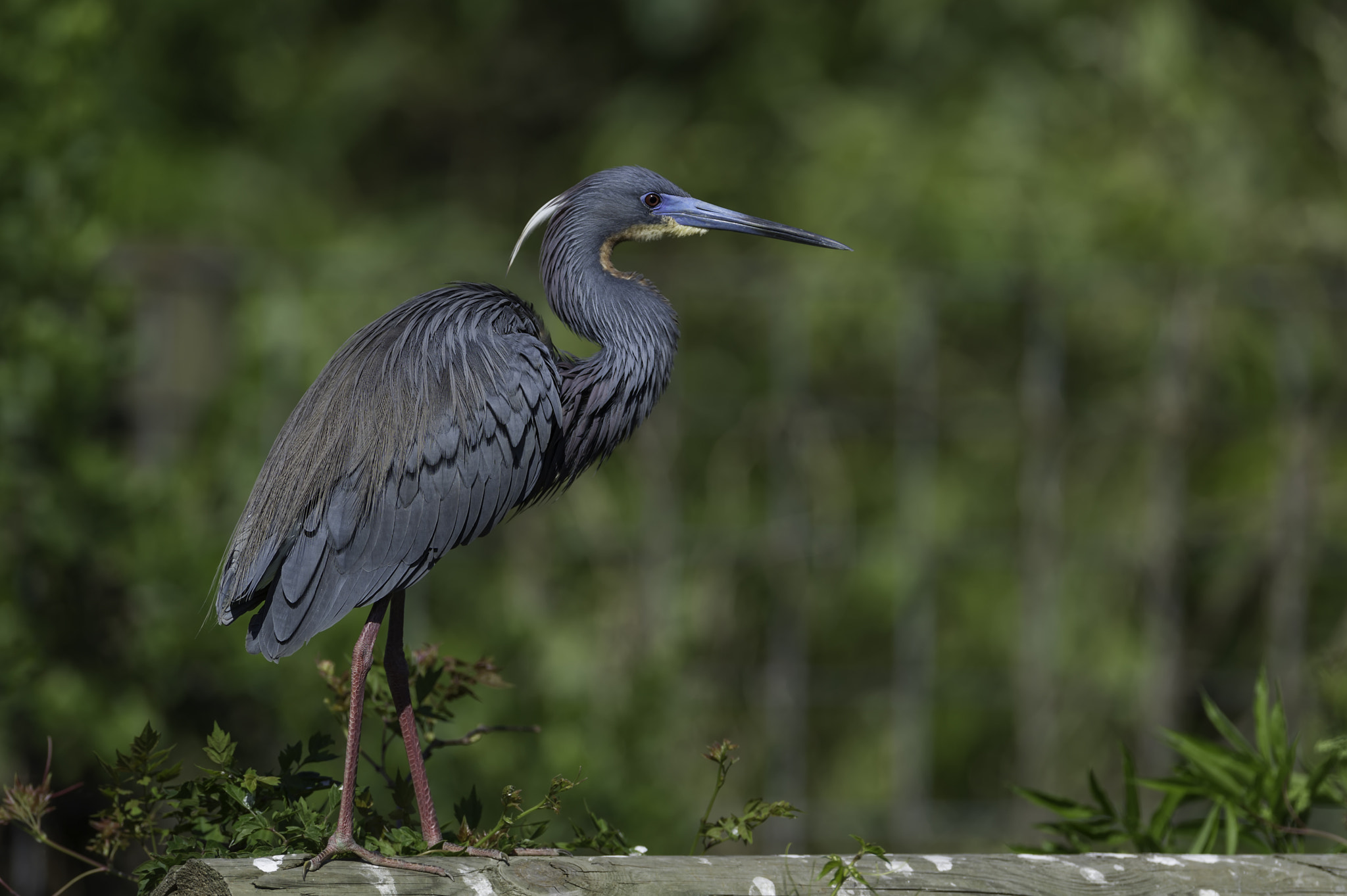 Nikon D3S sample photo. Tricolored heron photography