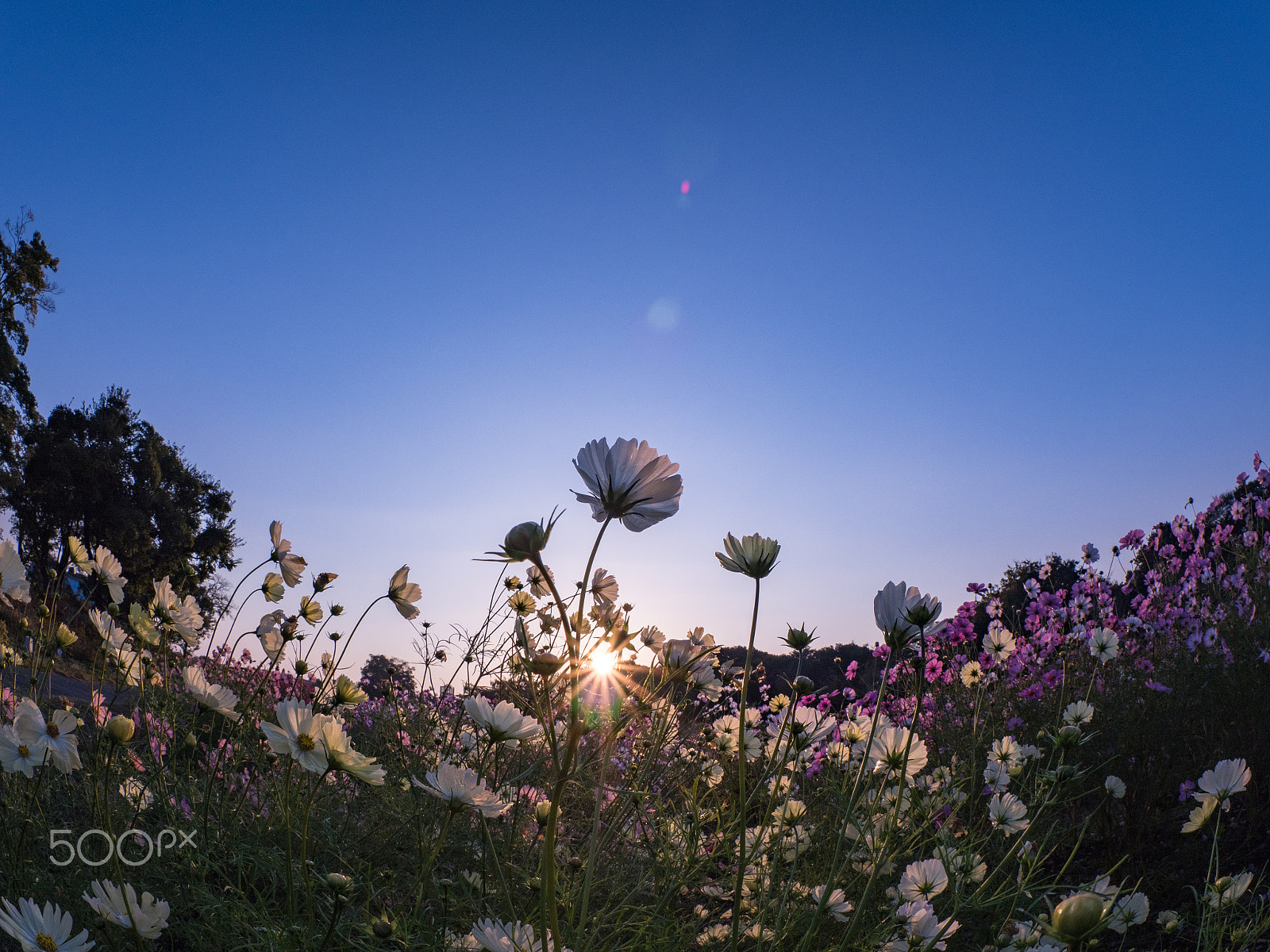 Olympus OM-D E-M5 II + OLYMPUS M.8mm F1.8 sample photo. Cosmos field in morning photography