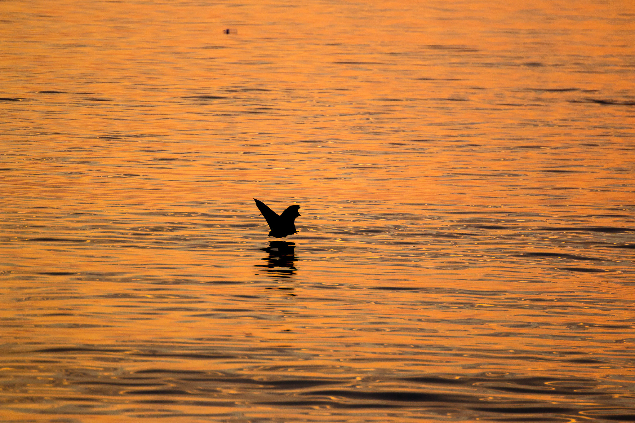 Canon EOS 70D + Tamron SP 70-300mm F4-5.6 Di VC USD sample photo. Maldives photography