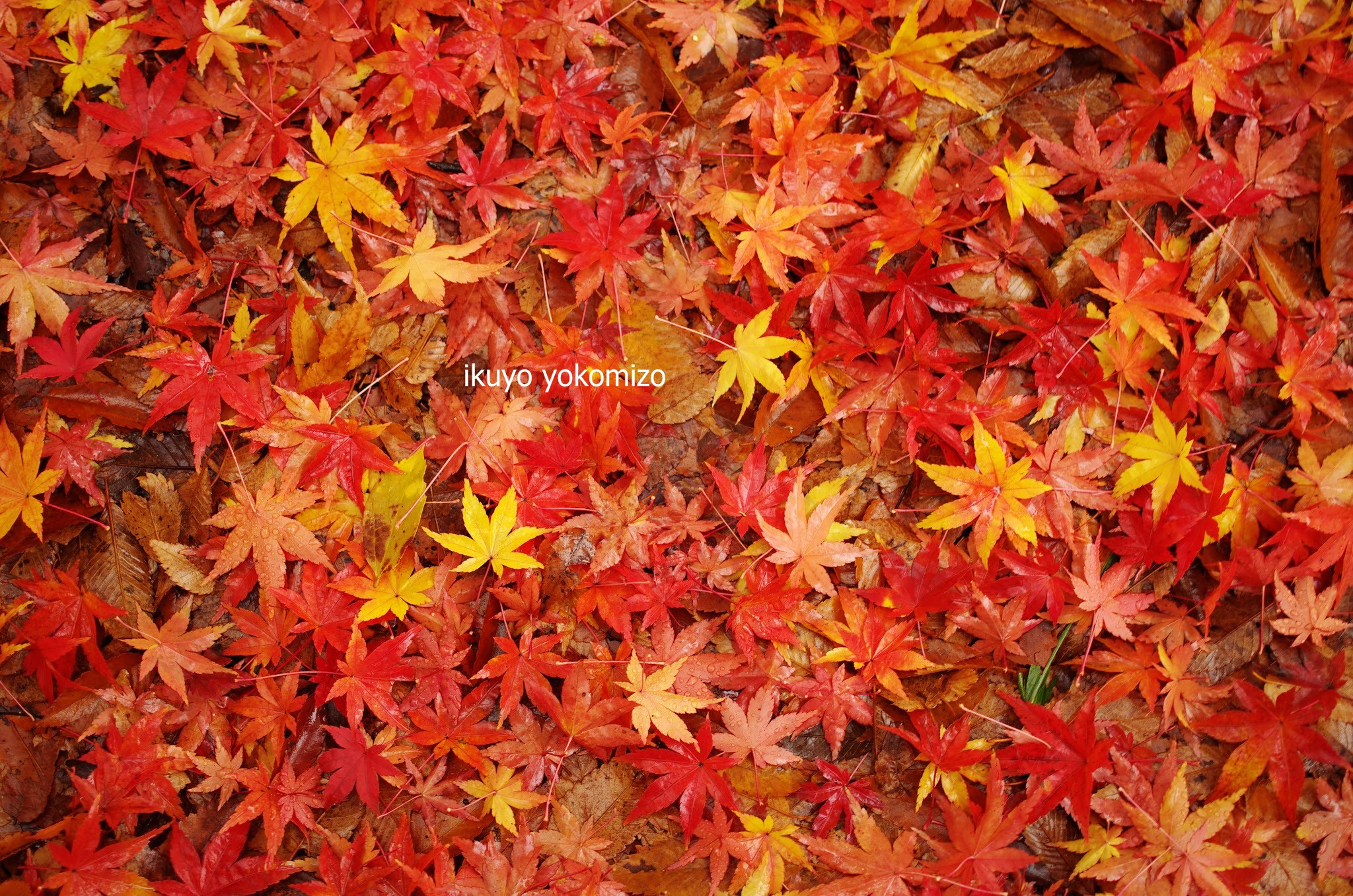 Pentax K-5 sample photo. 京都の秋 photography