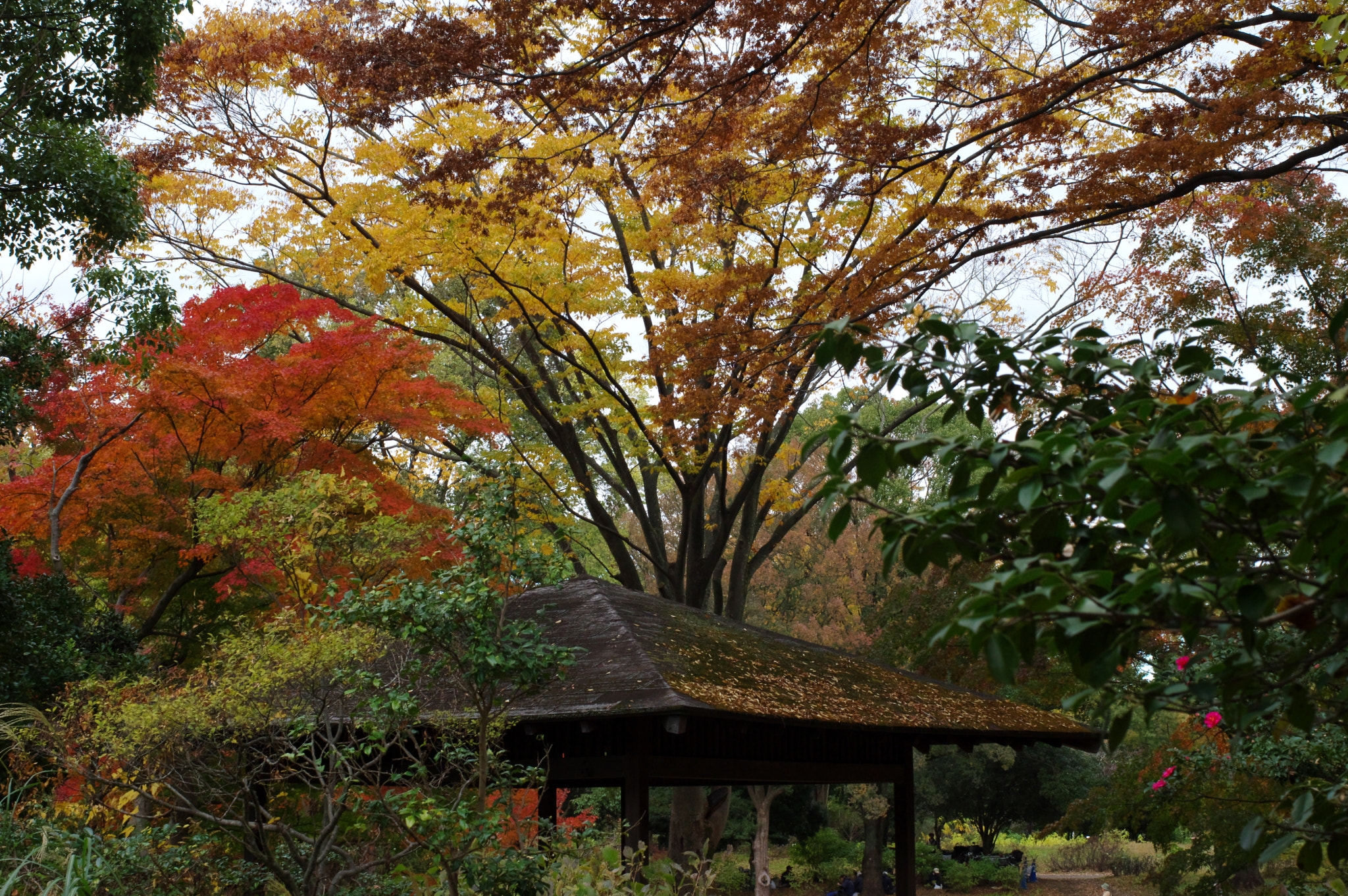 Pentax smc FA 43mm F1.9 Limited sample photo. I hear a rhapsody.... photography