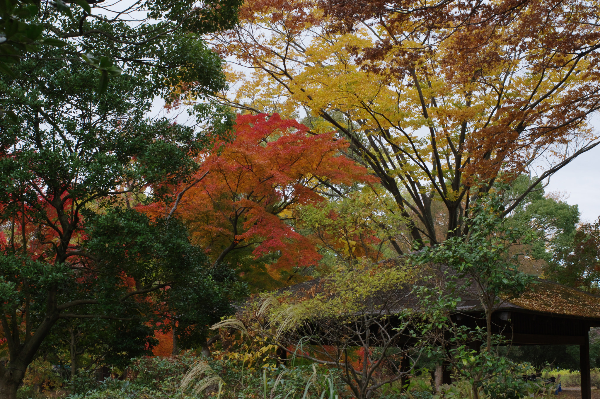 Pentax K-3 + Pentax smc FA 43mm F1.9 Limited sample photo. Sweet and lovely.... photography