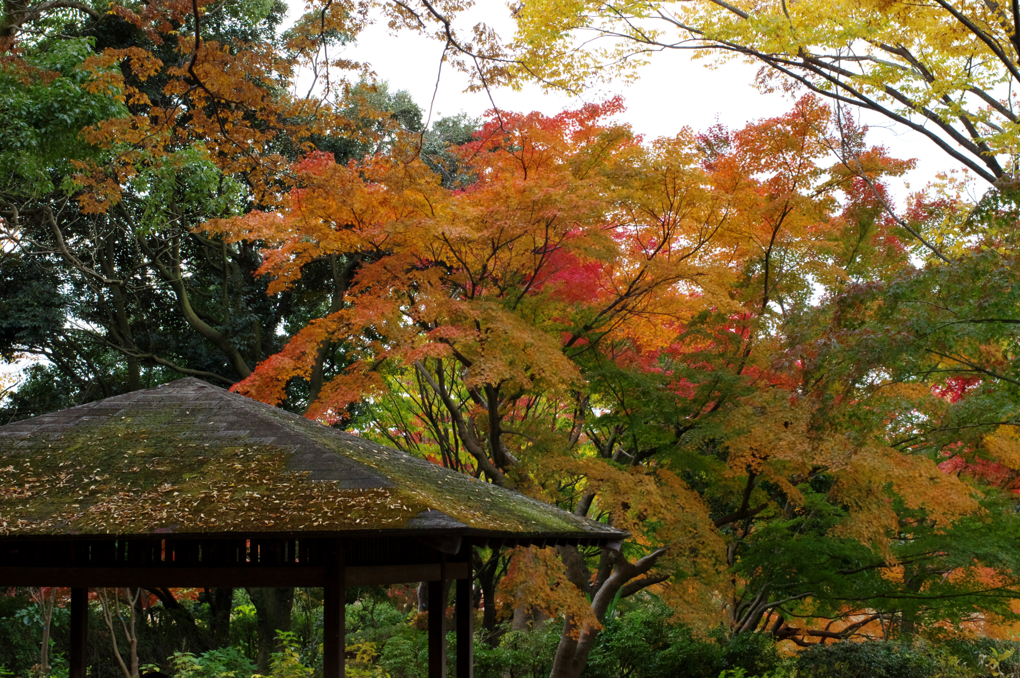 Pentax K-3 + Pentax smc FA 43mm F1.9 Limited sample photo. Our day will come.... photography