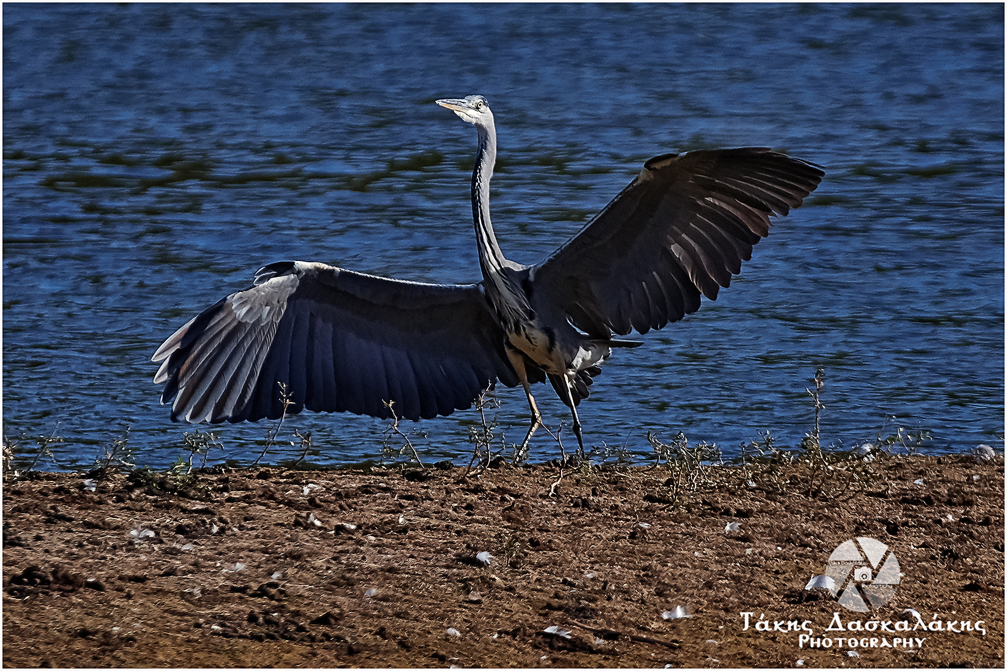 Nikon D500 sample photo. Copy photography