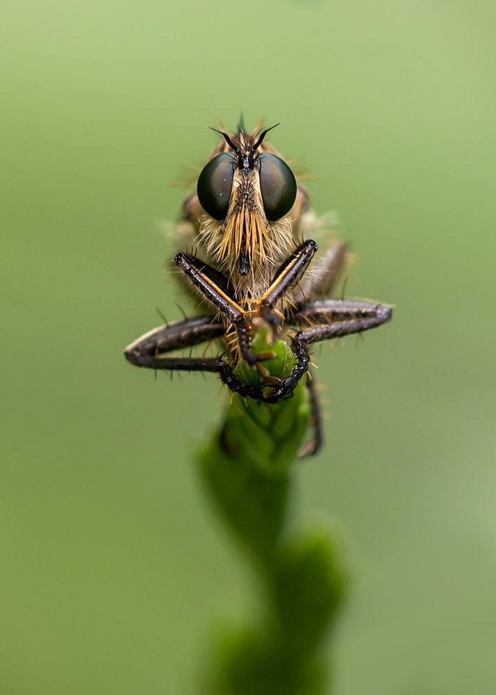 Canon EF-S 55-250mm F4-5.6 IS sample photo. Asilidae photography