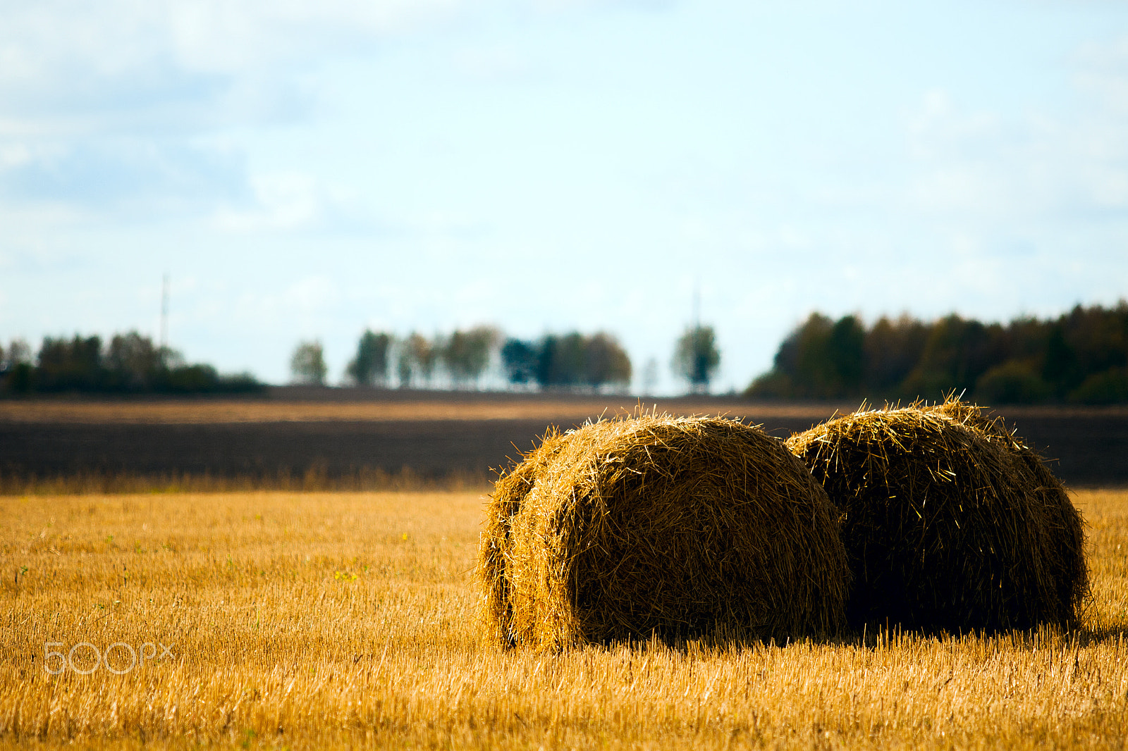 Canon EOS-1D Mark II N sample photo. Straw in the field photography