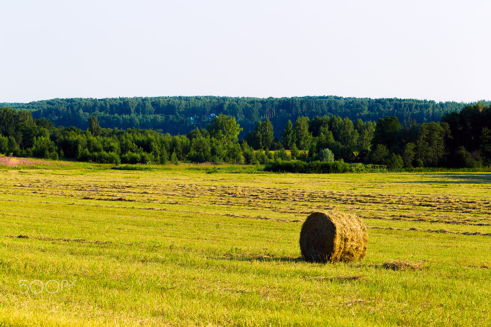 Canon EOS-1D Mark IV sample photo. Summer rural landscape with a mown grass and hay rolls photography