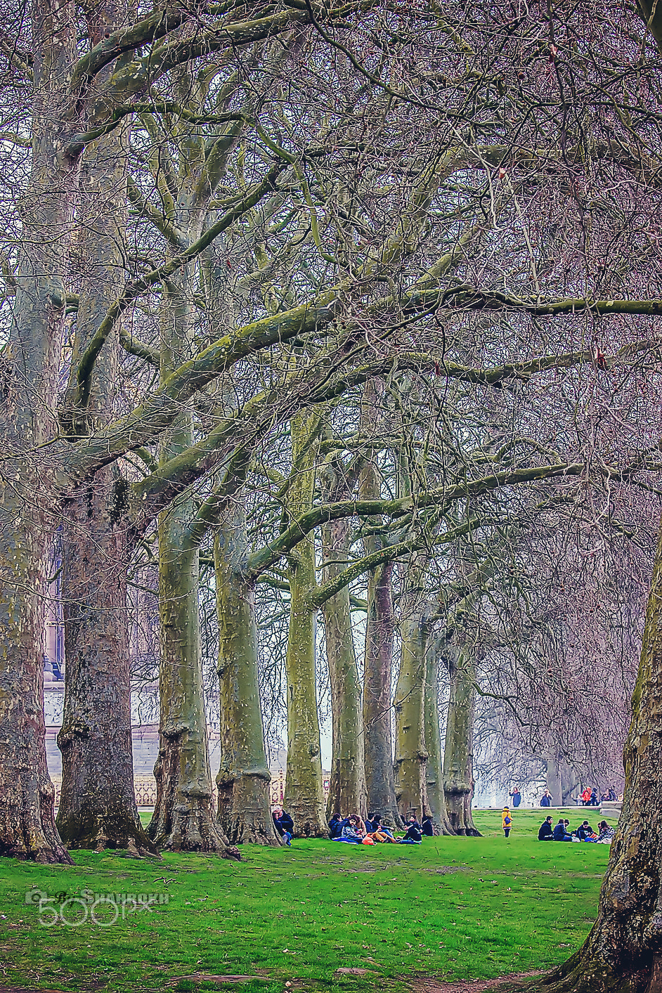 Canon EOS 600D (Rebel EOS T3i / EOS Kiss X5) + Canon EF 70-200mm F4L IS USM sample photo. Trees queue photography