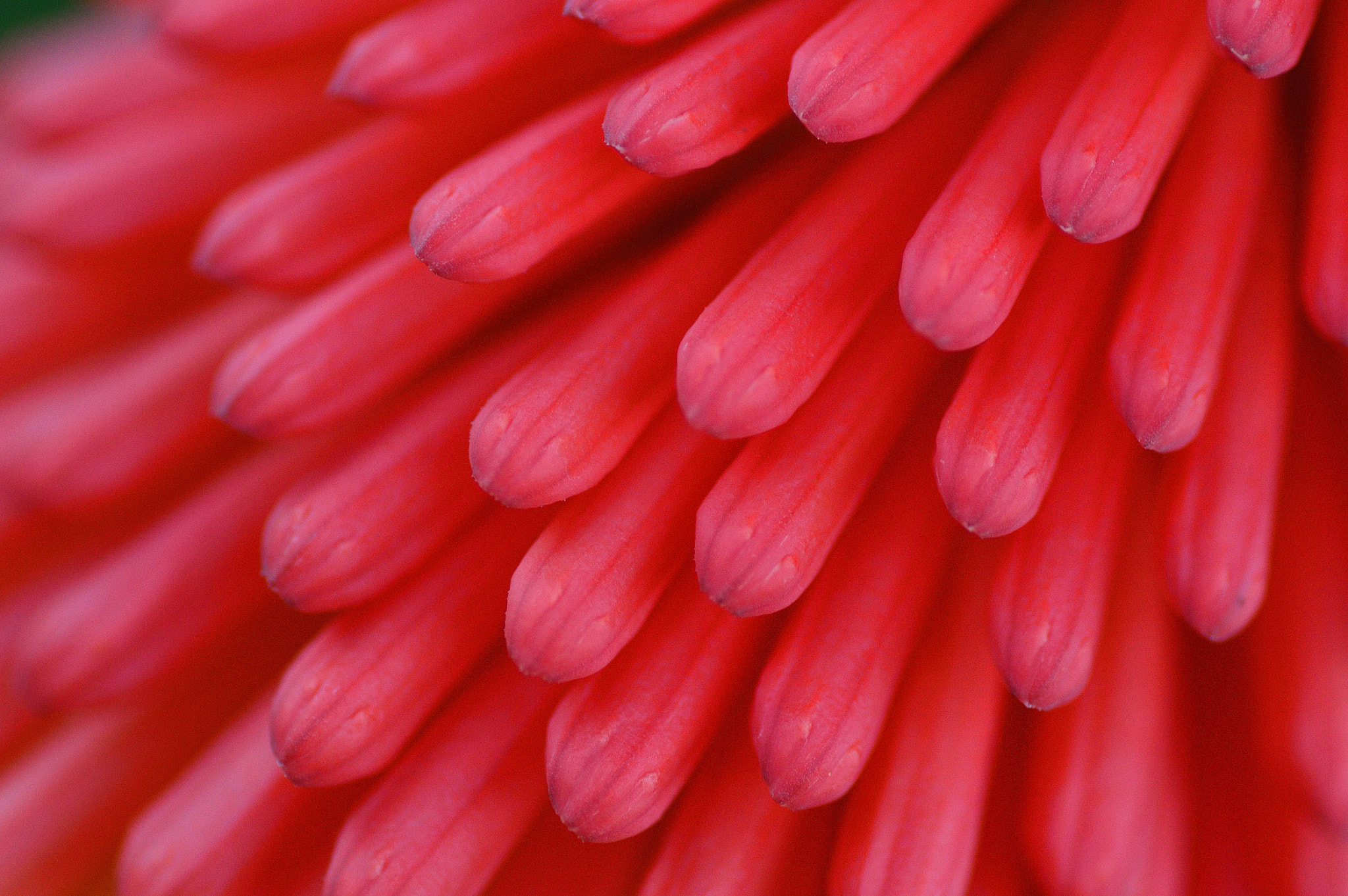 Nikon D3200 sample photo. Flower photography
