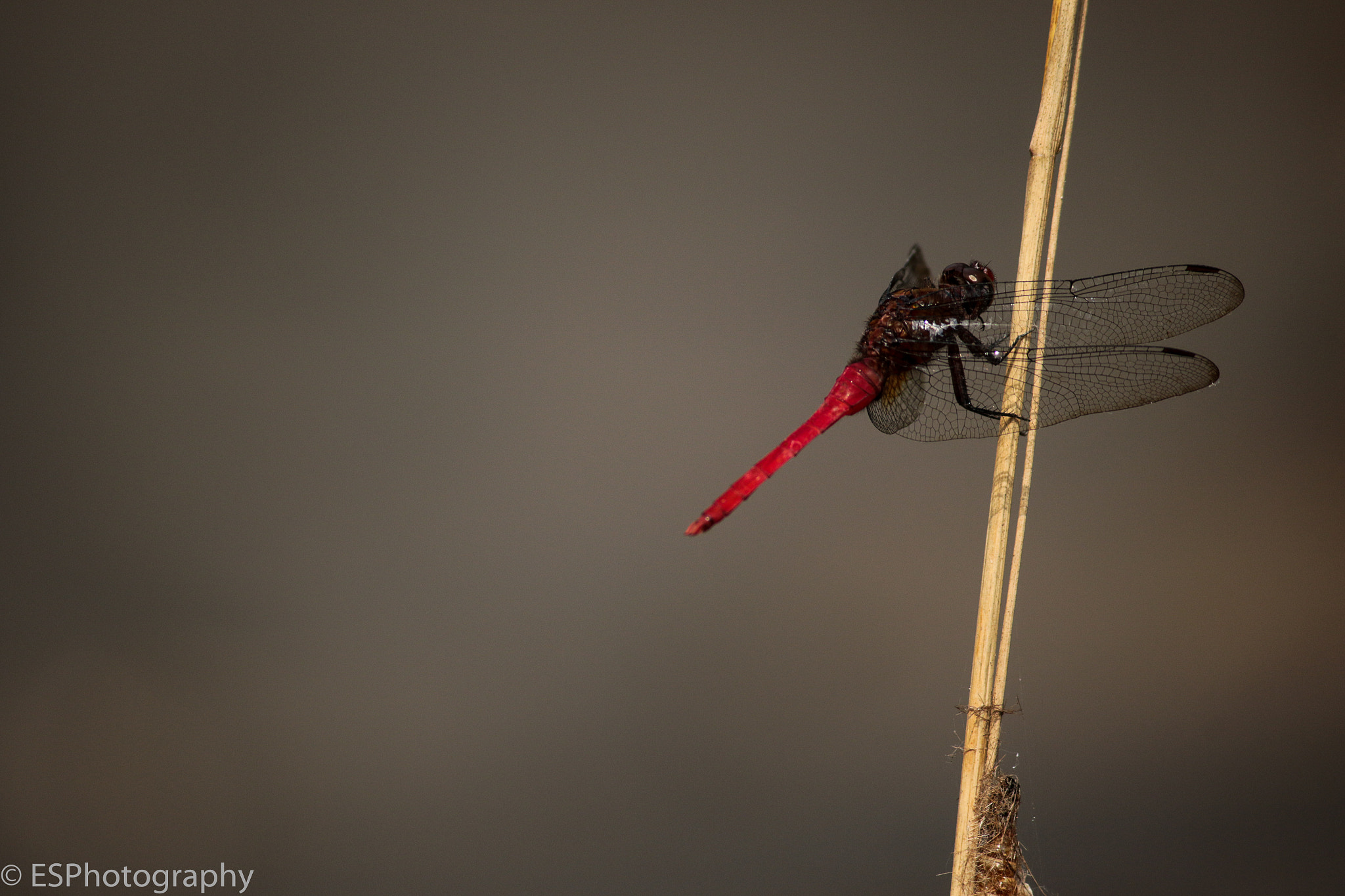 Canon EF-S 55-250mm F4-5.6 IS II sample photo. Red n black photography
