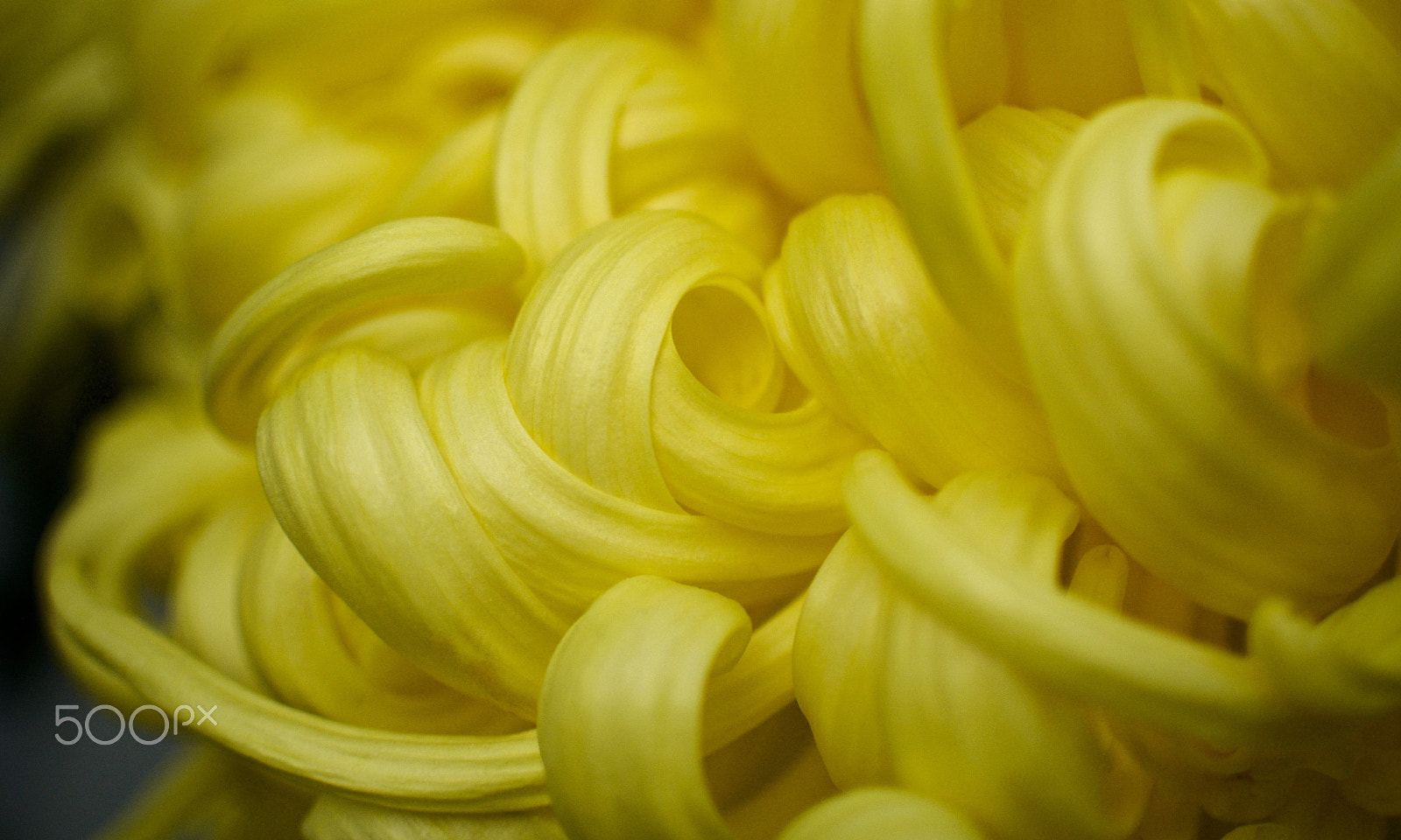 Nikon 1 J2 sample photo. Exhibition chrysanthemum petals photography