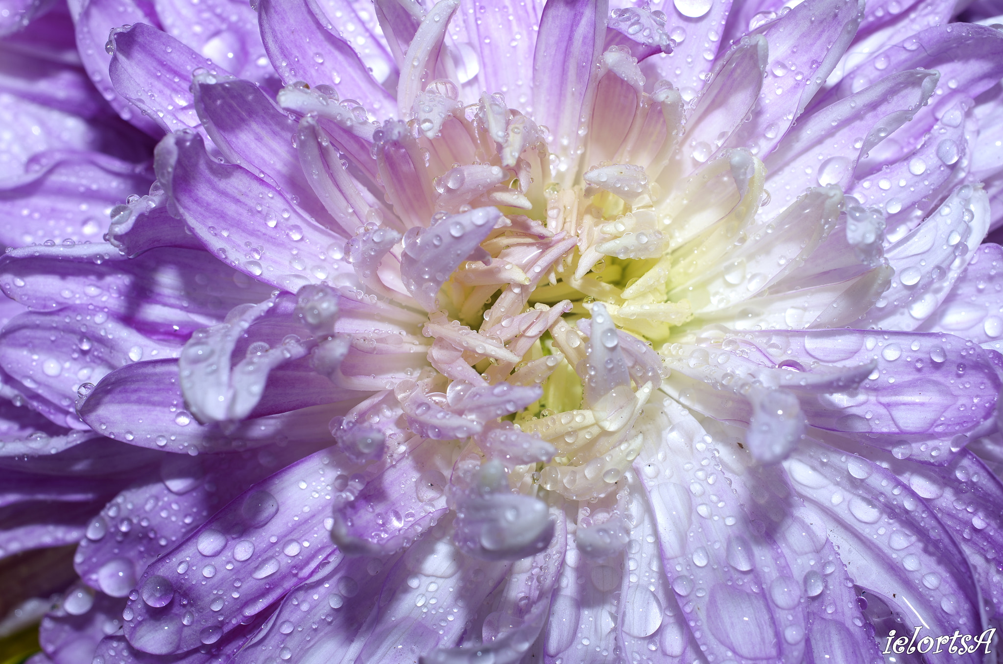 Pentax K-5 + HD Pentax DA 35mm F2.8 Macro Limited sample photo. Stamen photography