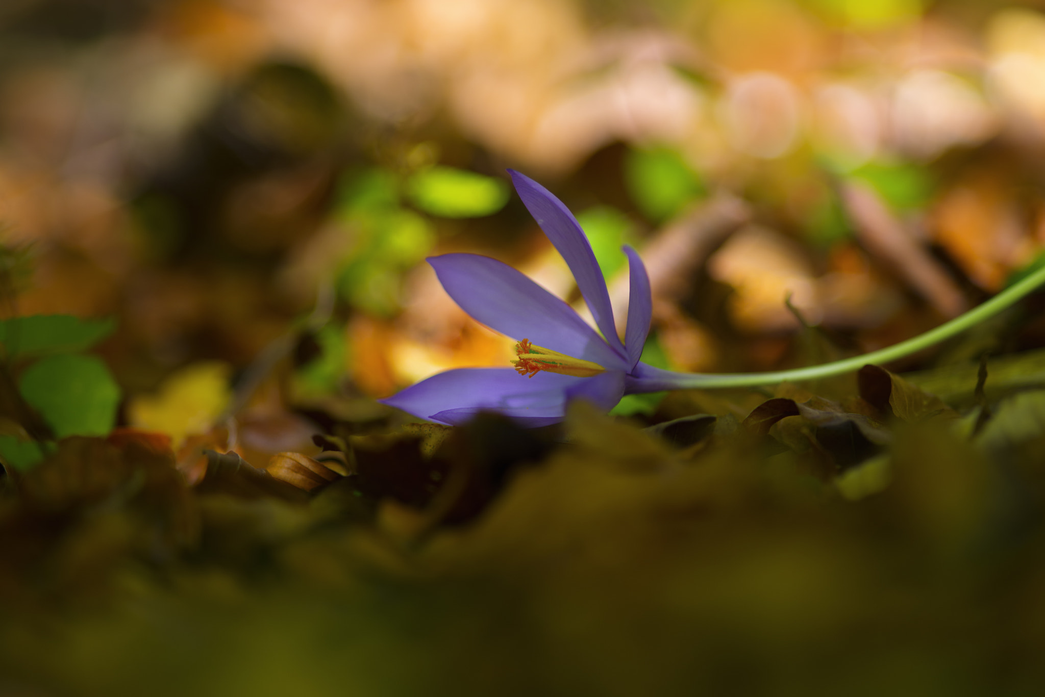 Pentax K-1 sample photo. Autumn colors photography