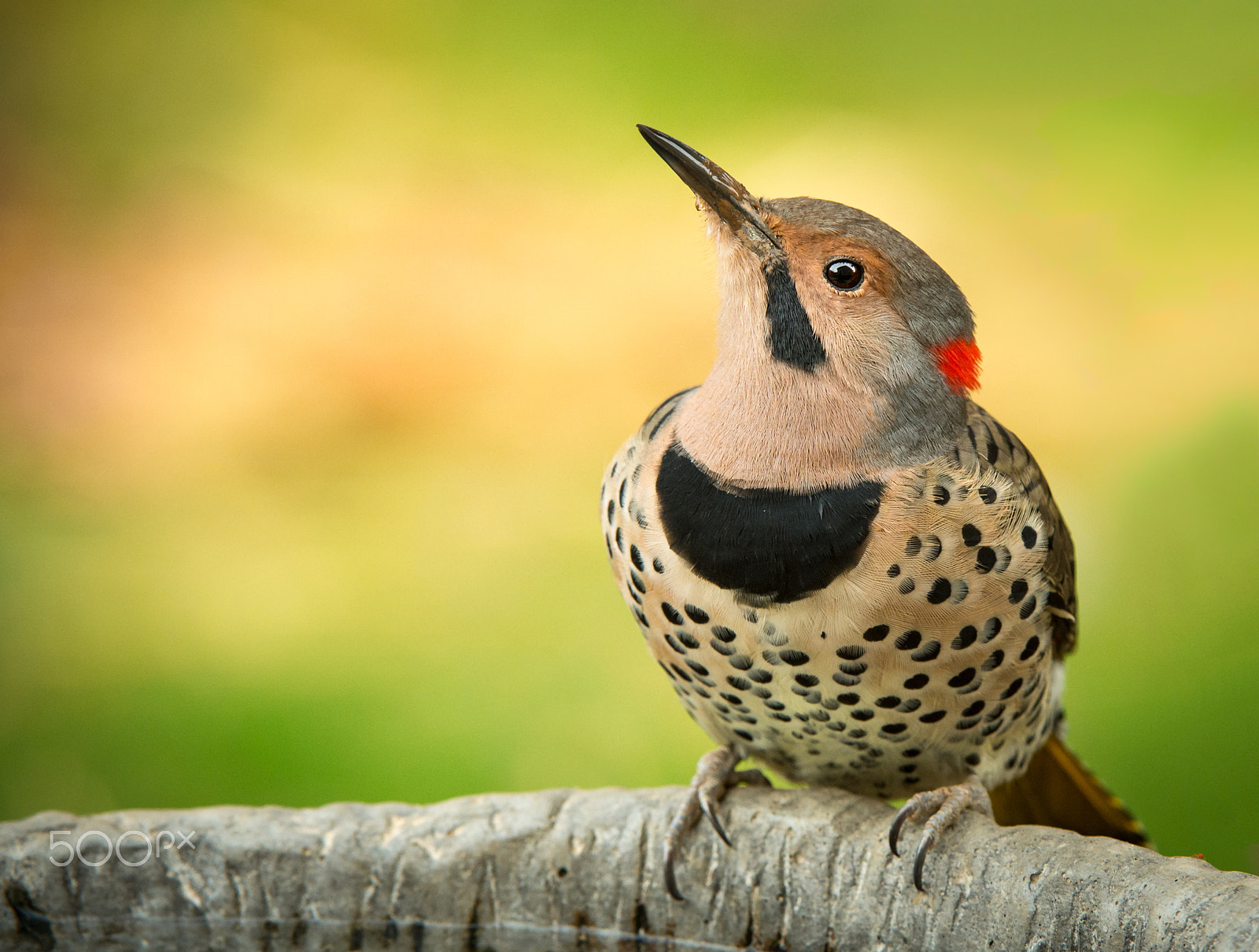 Nikon AF-S Nikkor 200-400mm F4G ED-IF VR sample photo. Northern flicker photography