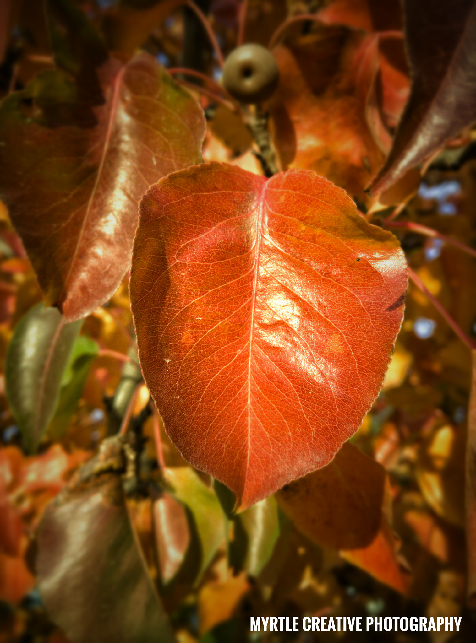 OPPO Find7 sample photo. Leaf  photography