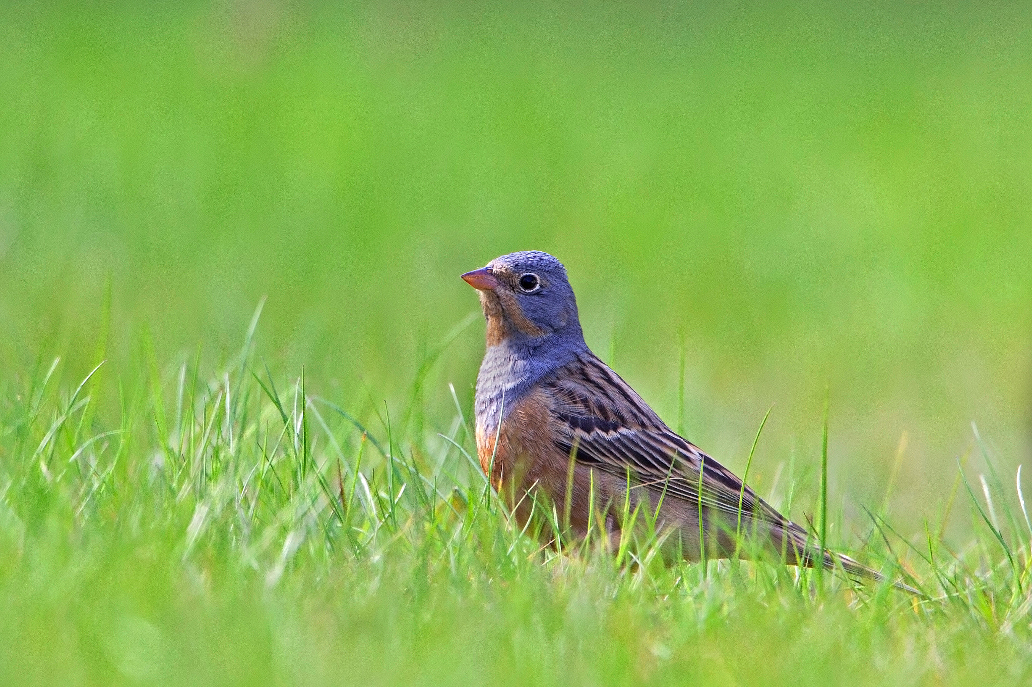 Canon EF 500mm F4L IS USM sample photo. Cretzschmar's bunting photography