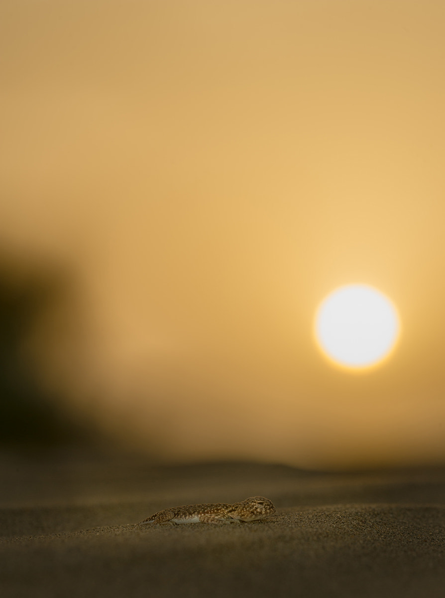 Nikon D3S + Sigma 150mm F2.8 EX DG OS Macro HSM sample photo. Laungwala toad headed agama during sunset photography