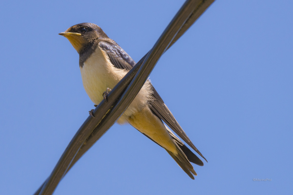 Sigma 150-600mm F5-6.3 DG OS HSM | S sample photo. Barn swallow photography