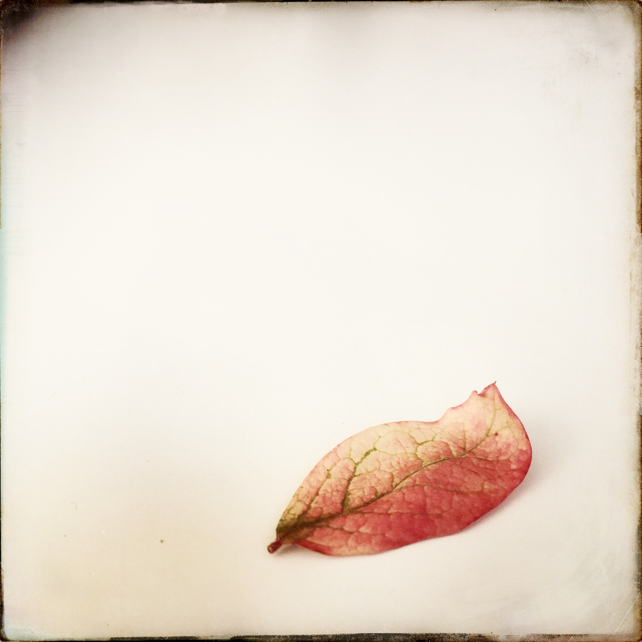 Hipstamatic 322 sample photo. Blueberry leaf photography