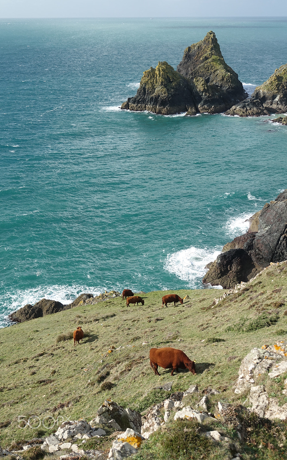 Sony 24-600mm F2.4-4.0 sample photo. Extreme grazing.... photography