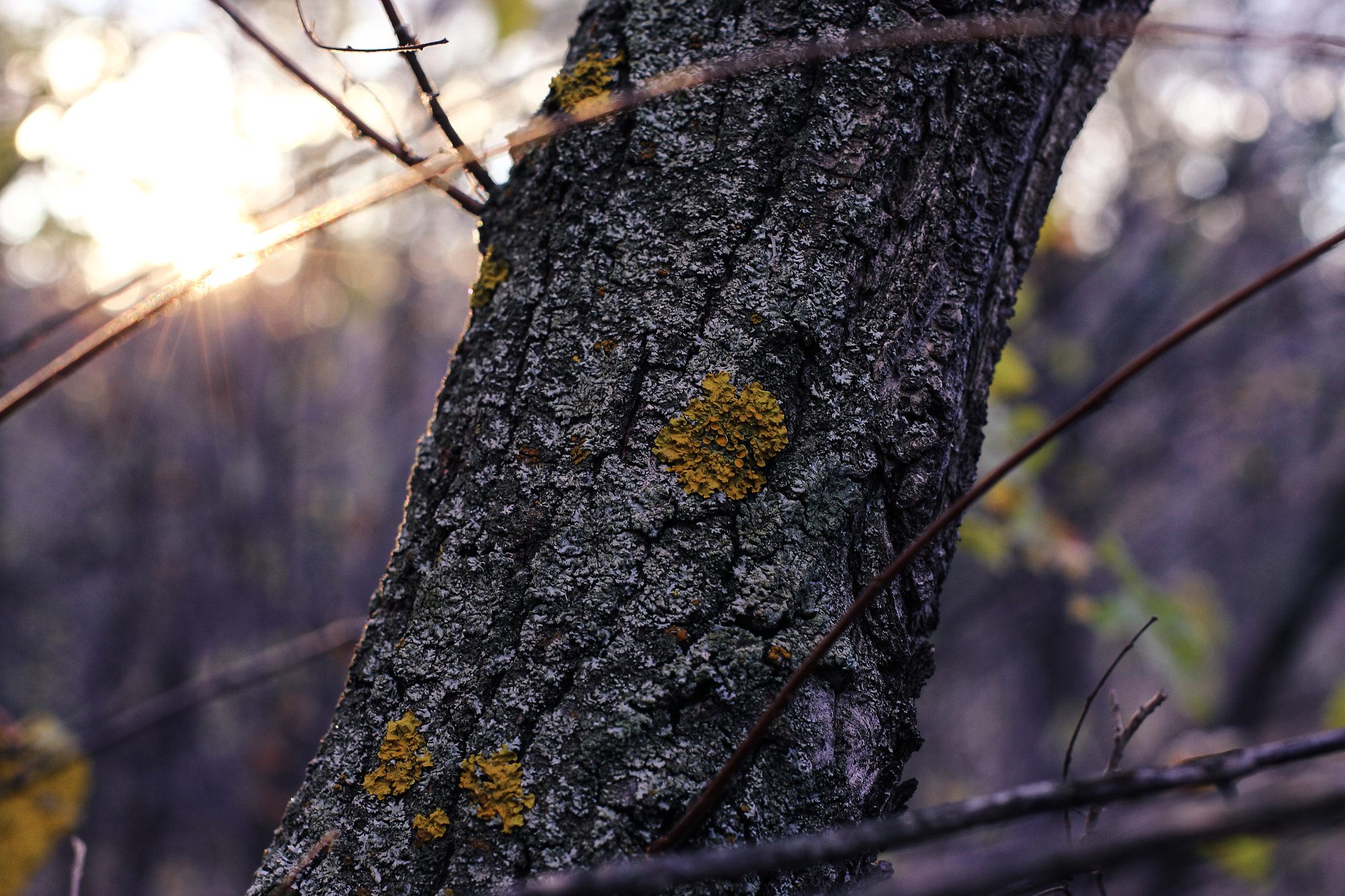 Canon EOS 650D (EOS Rebel T4i / EOS Kiss X6i) + Canon EF 40mm F2.8 STM sample photo. Woood photography