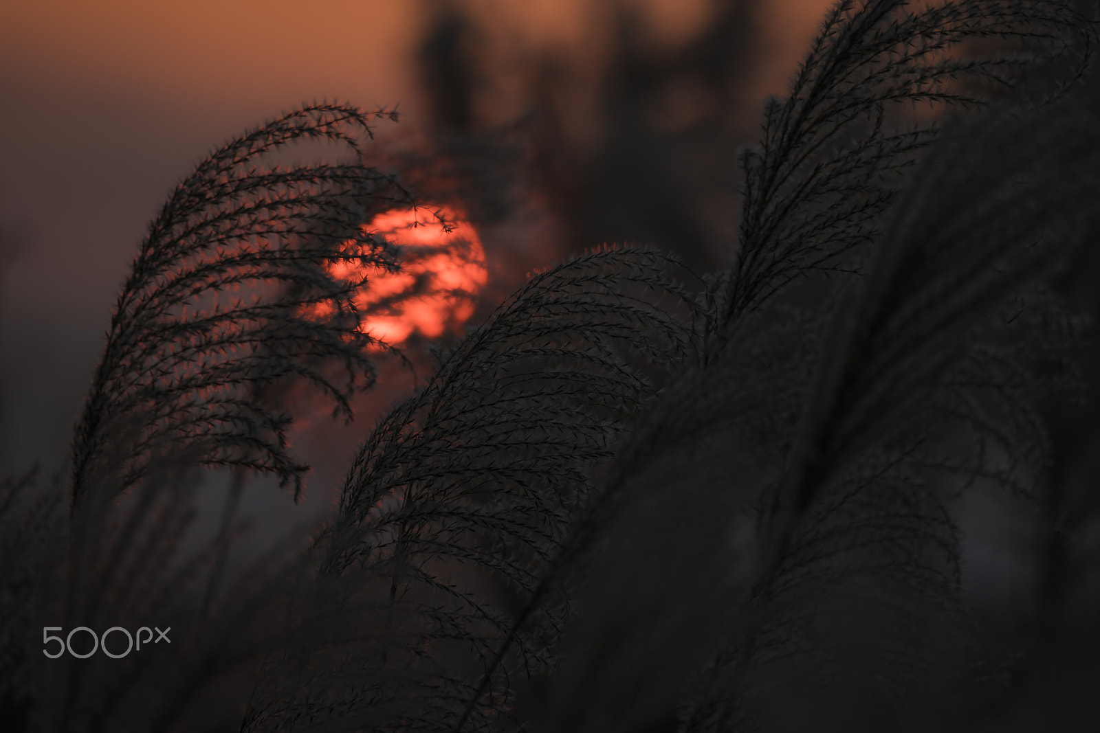 Sony a7R II + Sony 70-400mm F4-5.6 G SSM II sample photo. At taikanzan(dsc1006） photography