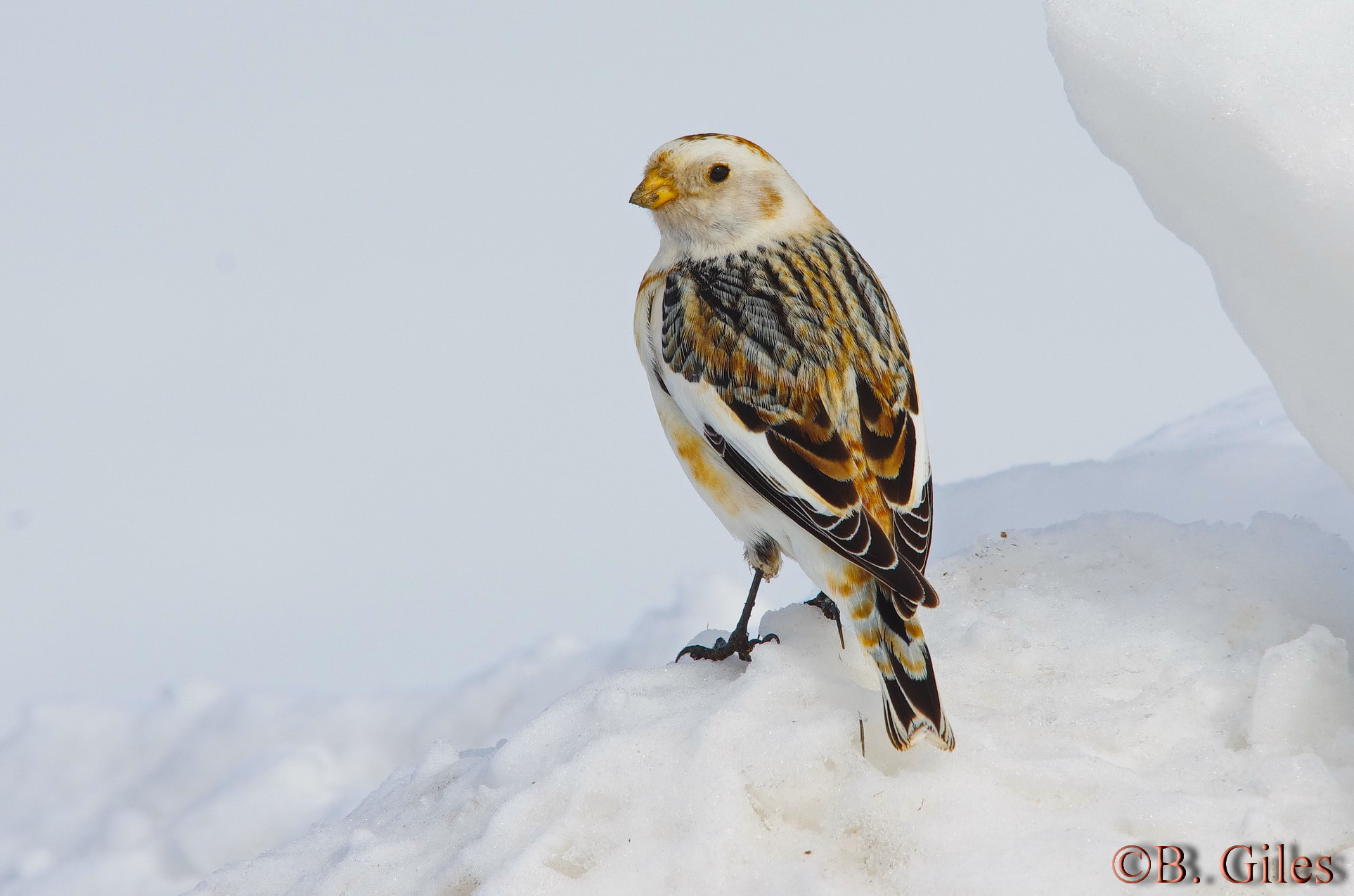 Pentax K-5 IIs + Sigma 150-500mm F5-6.3 DG OS HSM sample photo. Winter wanderer photography