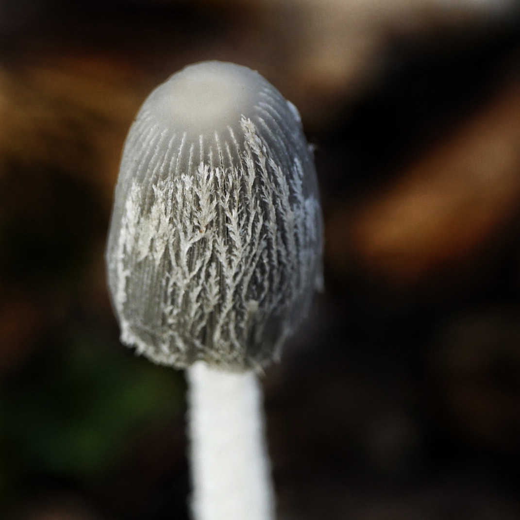 Panasonic Lumix DMC-G5 sample photo. Fungi photography