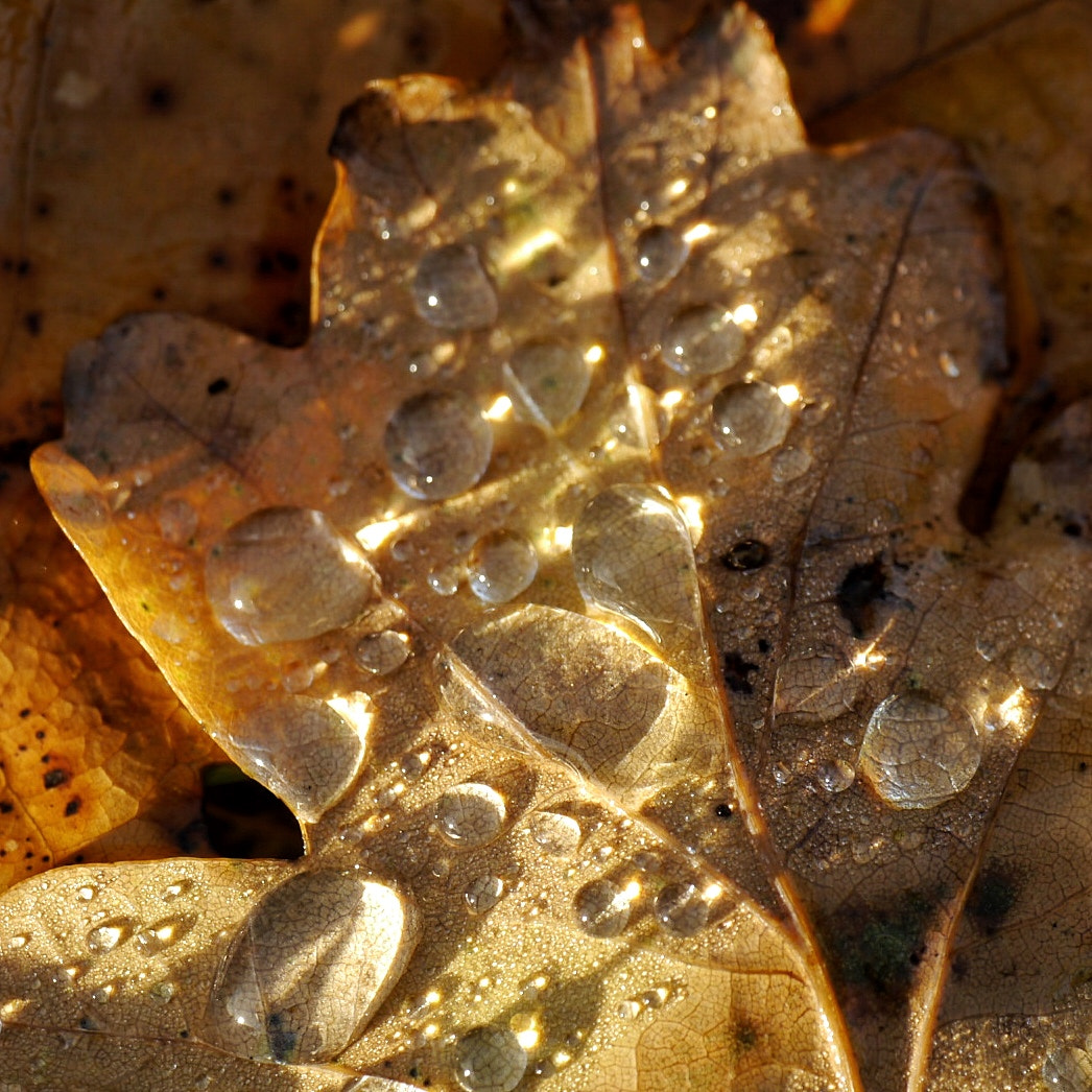 Panasonic Lumix DMC-G5 sample photo. Jewels photography
