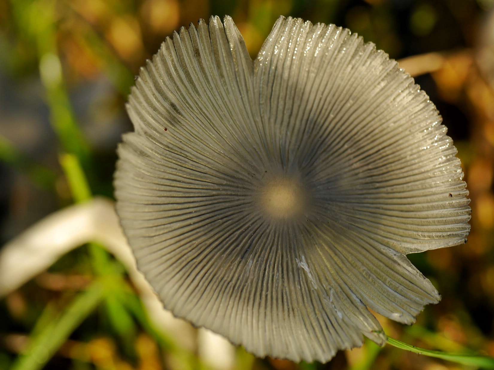 Panasonic Lumix DMC-G5 sample photo. Fragility photography