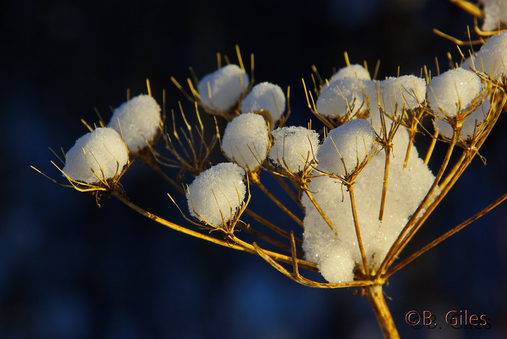 Pentax K10D sample photo. Natures snow cone photography