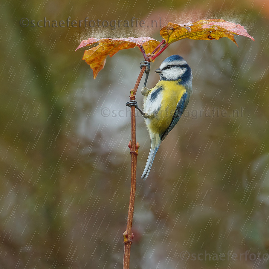 Canon EF 500mm F4L IS USM sample photo. Natural umbrella photography