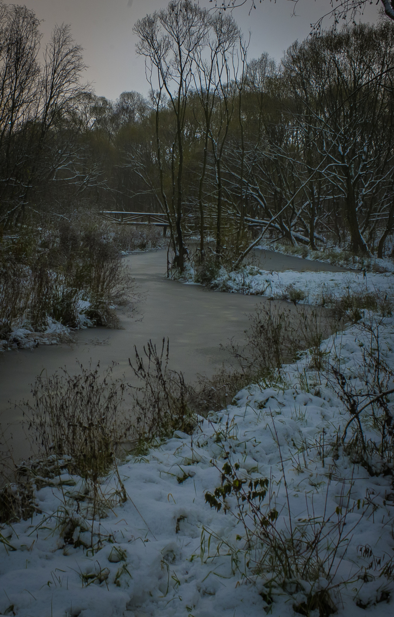 Canon EOS-1D X + Canon EF 35mm F1.4L USM sample photo. Moscow, elk island photography