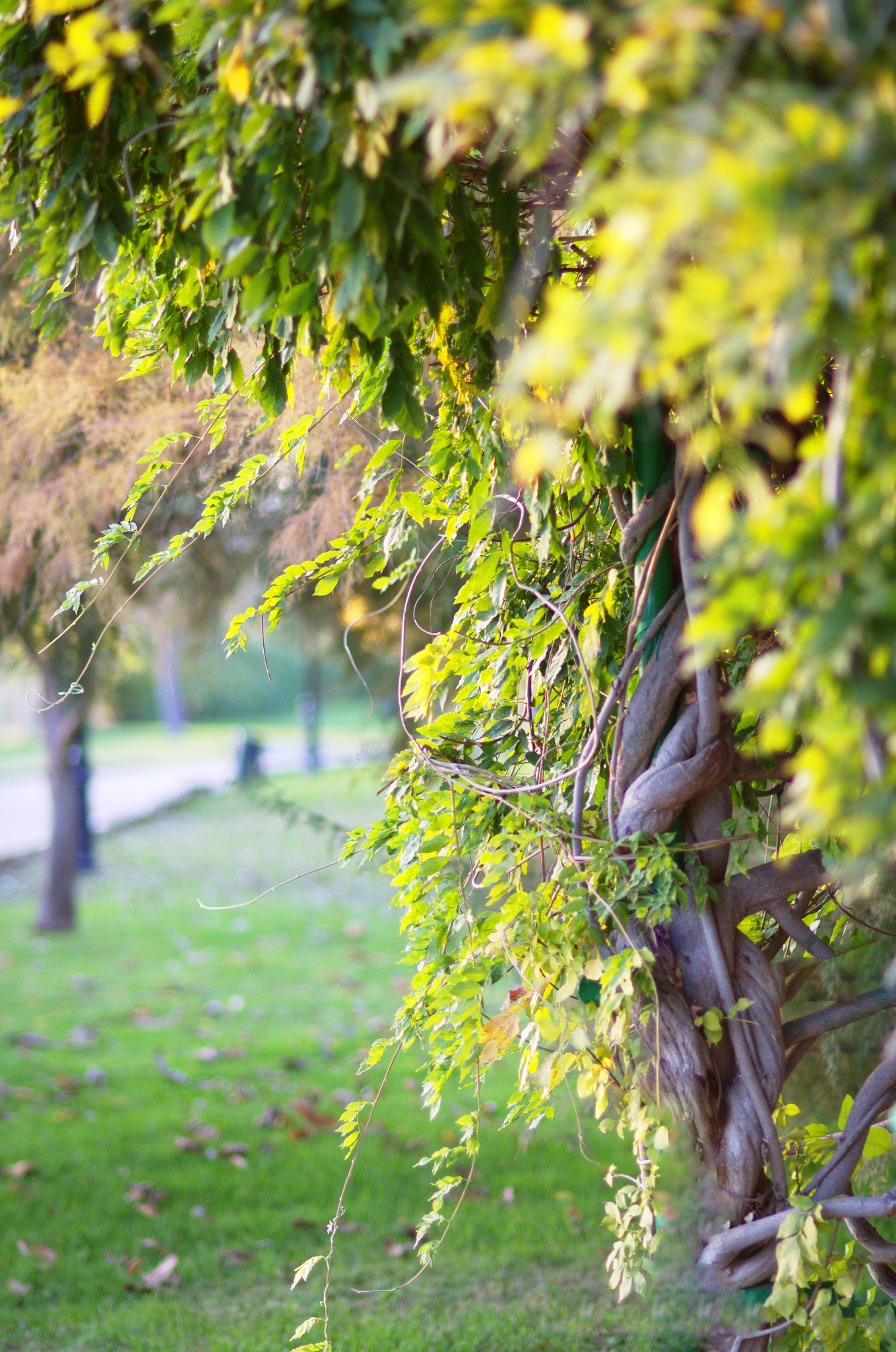 Nikon D7000 + Nikon AF Nikkor 85mm F1.8D sample photo. Parqué  photography