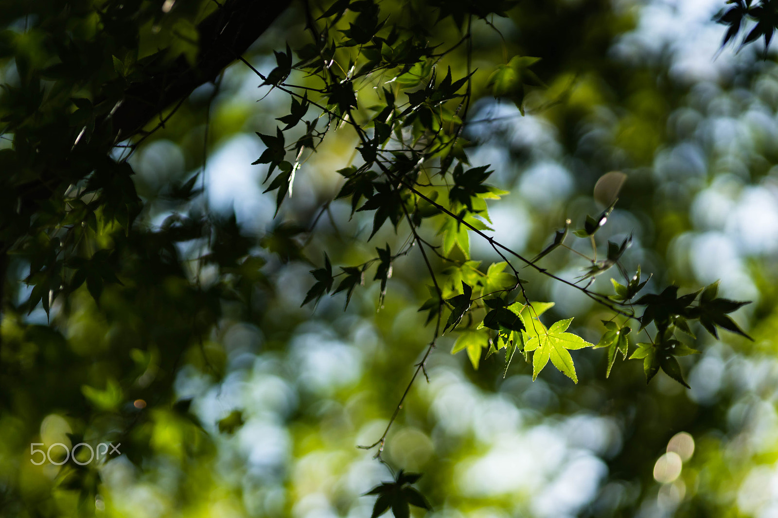 Sony a7 II + Canon EF 200mm F2.8L II USM sample photo. Little light photography
