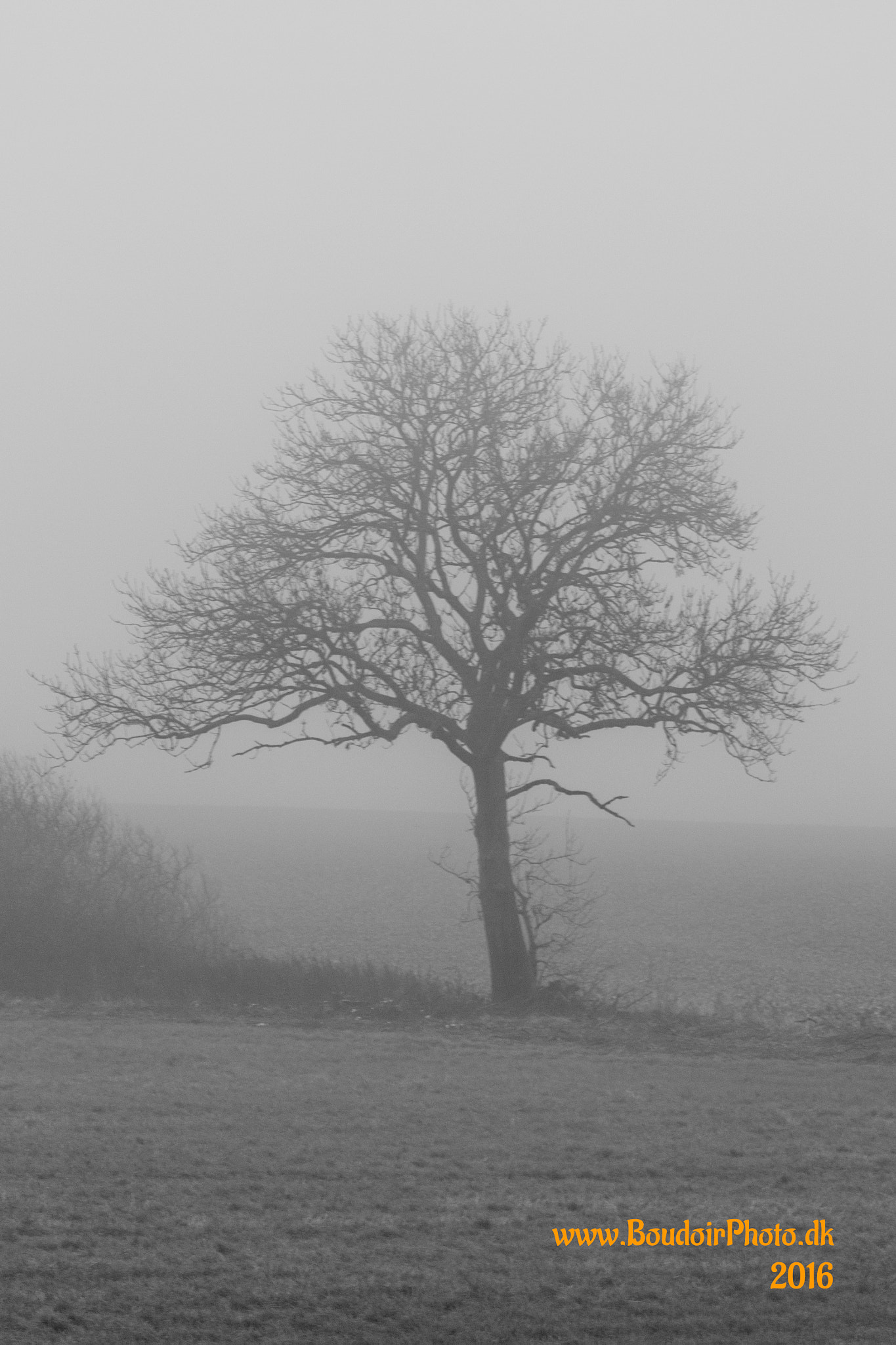 Canon EOS 70D + Tamron AF 70-300mm F4-5.6 Di LD Macro sample photo. Tree in fog photography