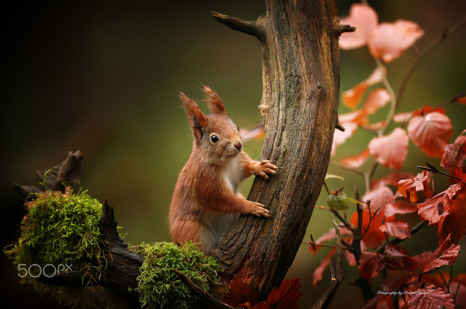 Canon EF 300mm F2.8L IS USM sample photo. Det bette egern photography