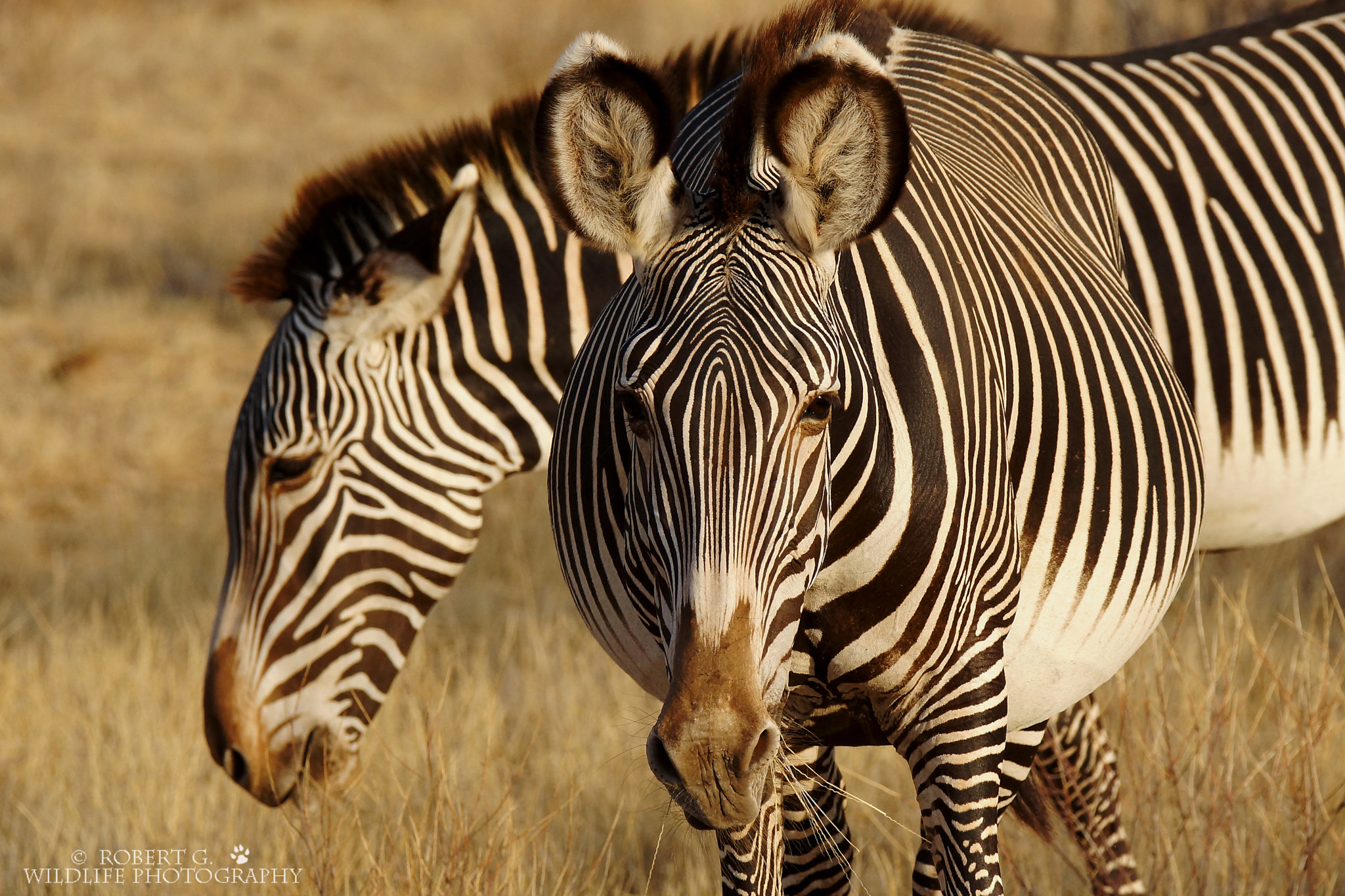 Sony SLT-A77 + Tamron SP 150-600mm F5-6.3 Di VC USD sample photo. Grevyzebra  samburu 2016 photography