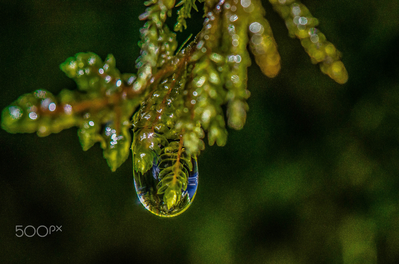 Nikon AF-S Micro-Nikkor 105mm F2.8G IF-ED VR sample photo. Macro photography